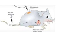 围观:临床前小鼠模型如何。