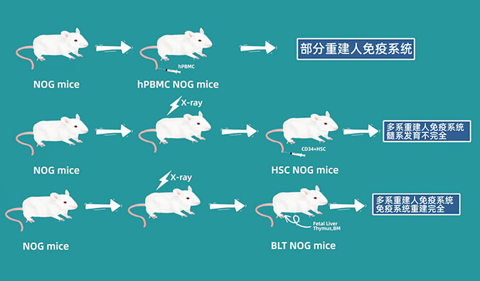 评价肿瘤药物的动物药效模型，你选对了吗.jpg