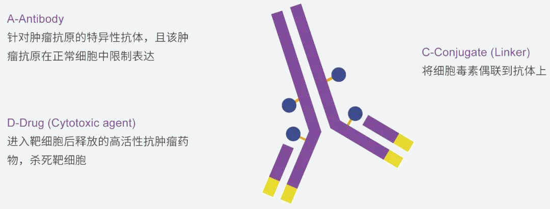 人生就是博抗体药物偶联物（ADC）研发服务平台.jpg