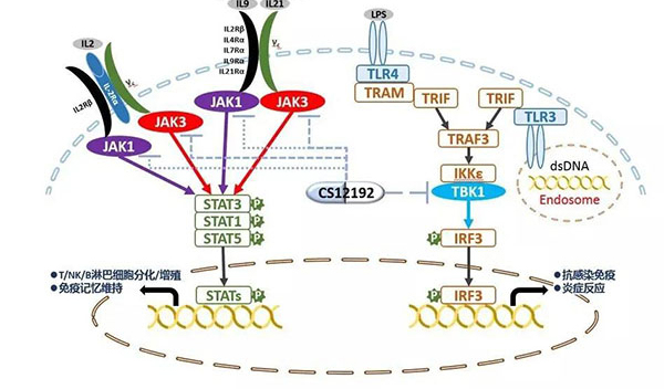 自身免疫疾病或迎新疗法！人生就是博助力微芯生物CS12192获批FDA.jpg